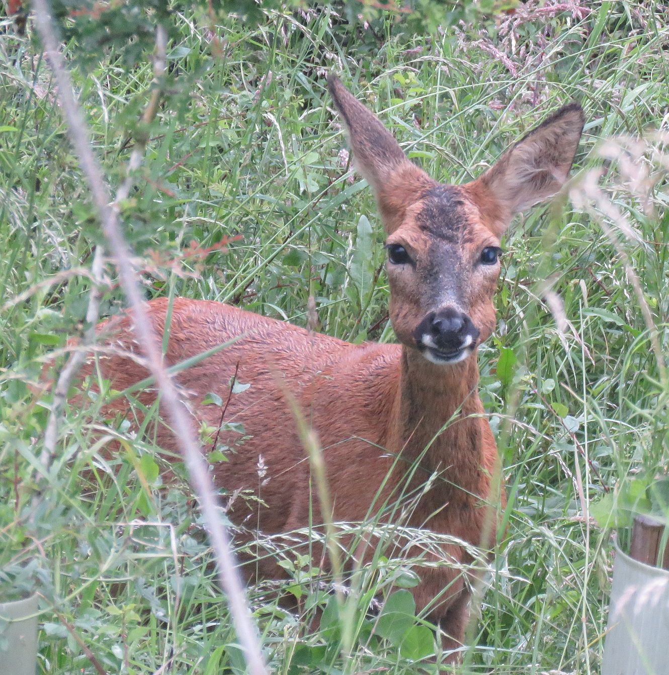   Female Roe Deer 